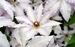 Clair De Lune Clematis - 1 Gallon Pot -Garden Plants clematis clair de june 6