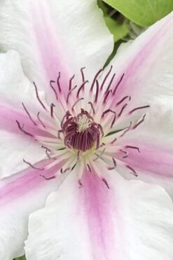 Corinne Clematis - 1 Gallon Pot 11 Corinne Clematis - 1 Gallon Pot -Garden Plants clematis corinne 15