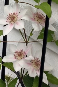 Corinne Clematis - 1 Gallon Pot 14 Corinne Clematis - 1 Gallon Pot -Garden Plants clematis corinne 17