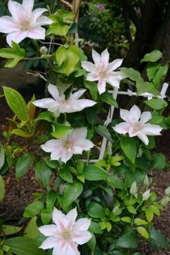 Corinne Clematis - 1 Gallon Pot 15 Corinne Clematis - 1 Gallon Pot -Garden Plants clematis corinne 18