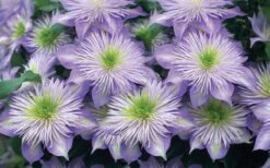 Crystal Fountain Clematis - 1 Gallon Pot -Garden Plants clematis crystal fountain 2
