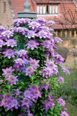 Crystal Fountain Clematis - 1 Gallon Pot -Garden Plants clematis crystal fountain 3