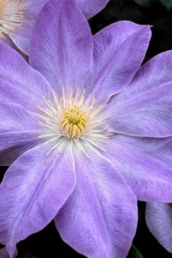 Diana's Delight Clematis - 1 Gallon Pot -Garden Plants clematis dianas delight 1