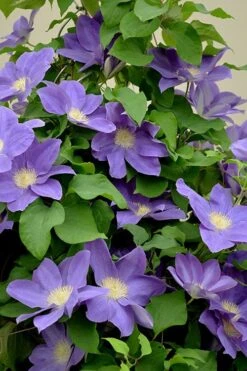 Diana's Delight Clematis - 1 Gallon Pot -Garden Plants clematis dianas delight 3