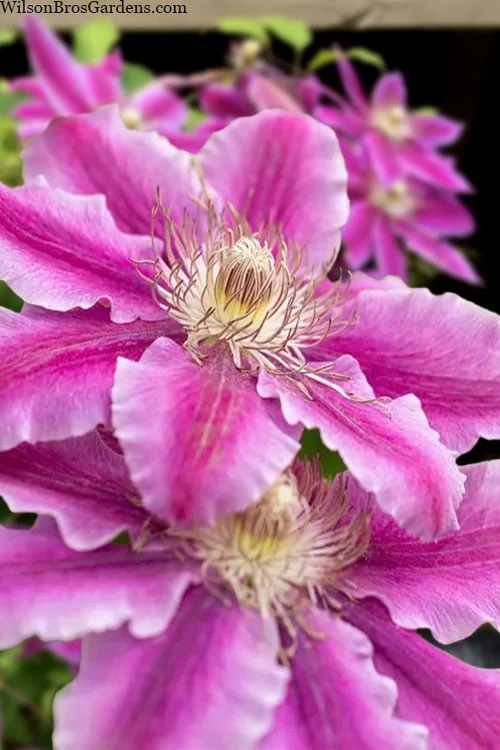 Dr. Ruppel Clematis - 1 Gallon Pot 1 Dr. Ruppel Clematis - 1 Gallon Pot