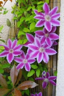 Dr. Ruppel Clematis - 1 Gallon Pot 21 Dr. Ruppel Clematis - 1 Gallon Pot -Garden Plants clematis dr ruppel 11