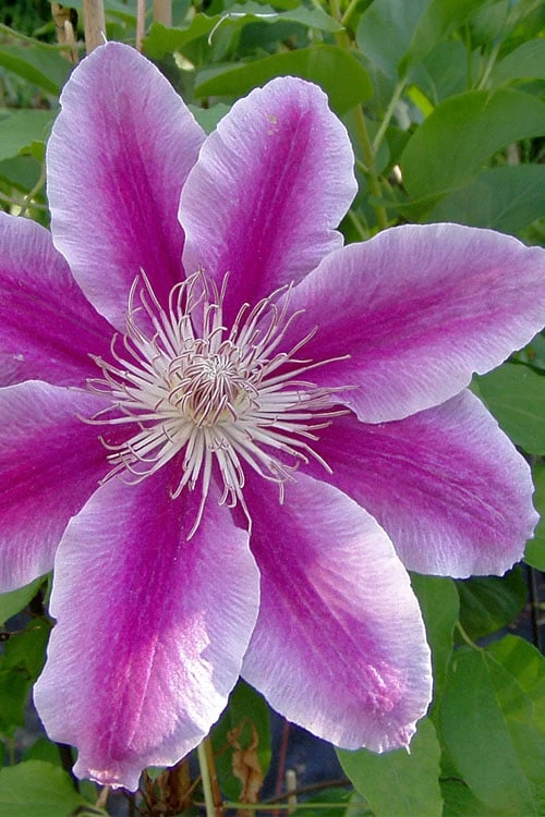 Dr. Ruppel Clematis - 1 Gallon Pot 9 Dr. Ruppel Clematis - 1 Gallon Pot - Image 9
