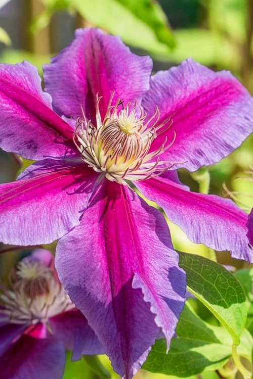 Dr. Ruppel Clematis - 1 Gallon Pot 8 Dr. Ruppel Clematis - 1 Gallon Pot - Image 8