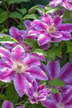 Dr. Ruppel Clematis - 1 Gallon Pot 16 Dr. Ruppel Clematis - 1 Gallon Pot -Garden Plants clematis dr ruppel 4
