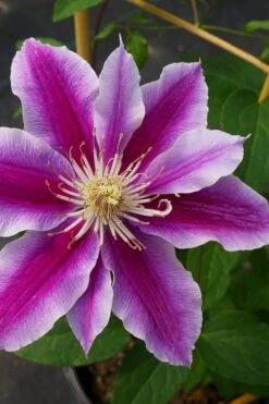 Dr. Ruppel Clematis - 1 Gallon Pot 17 Dr. Ruppel Clematis - 1 Gallon Pot -Garden Plants clematis dr ruppel 7