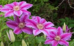 Dr. Ruppel Clematis - 1 Gallon Pot 20 Dr. Ruppel Clematis - 1 Gallon Pot -Garden Plants clematis dr ruppel 8