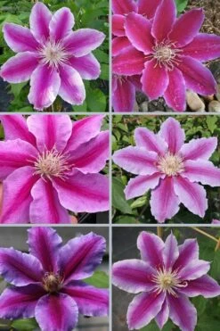 Dr. Ruppel Clematis - 1 Gallon Pot 14 Dr. Ruppel Clematis - 1 Gallon Pot -Garden Plants clematis dr ruppel 9