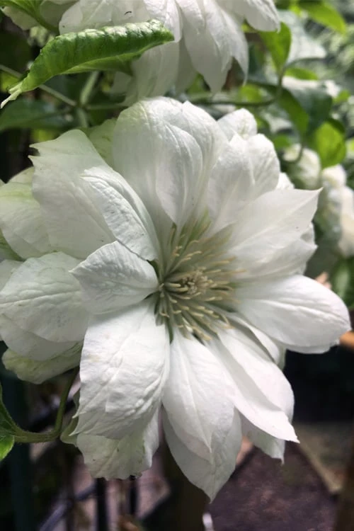 Duchess Of Edinburgh Clematis - 2 Gallon Pot 1 Duchess Of Edinburgh Clematis - 2 Gallon Pot