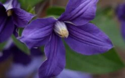 Durandii Clematis - 1 Gallon Pot 20 Durandii Clematis - 1 Gallon Pot -Garden Plants clematis durandii 12