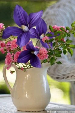 Durandii Clematis - 1 Gallon Pot 15 Durandii Clematis - 1 Gallon Pot -Garden Plants clematis durandii 13