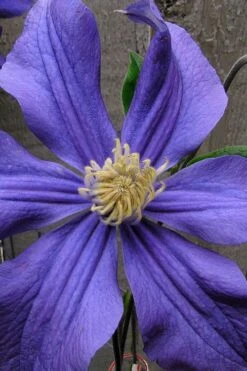 Durandii Clematis - 1 Gallon Pot 21 Durandii Clematis - 1 Gallon Pot -Garden Plants clematis durandii 4
