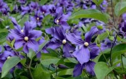 Durandii Clematis - 1 Gallon Pot 18 Durandii Clematis - 1 Gallon Pot -Garden Plants clematis durandii 6