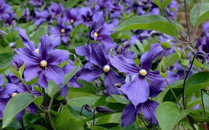 Durandii Clematis - 1 Gallon Pot 8 Durandii Clematis - 1 Gallon Pot - Image 8