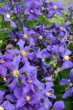 Durandii Clematis - 1 Gallon Pot 19 Durandii Clematis - 1 Gallon Pot -Garden Plants clematis durandii 7