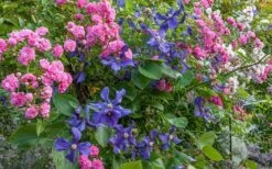 Durandii Clematis - 1 Gallon Pot 14 Durandii Clematis - 1 Gallon Pot -Garden Plants clematis durandii 8