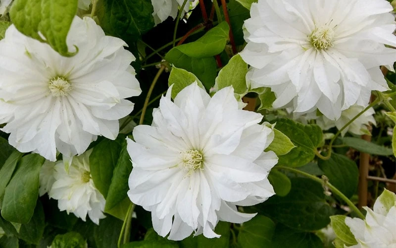 Duchess Of Edinburgh Clematis - 1 Gallon Pot 5 Duchess Of Edinburgh Clematis - 1 Gallon Pot - Image 5