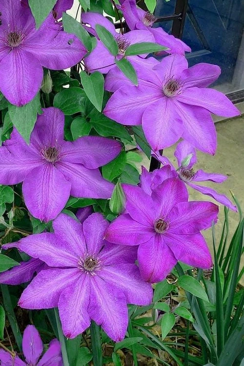 Elsa Spath Clematis - 1 Gallon Pot 1 Elsa Spath Clematis - 1 Gallon Pot