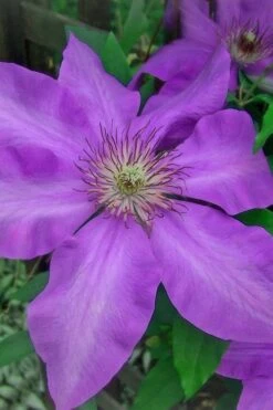 Elsa Spath Clematis - 1 Gallon Pot 9 Elsa Spath Clematis - 1 Gallon Pot -Garden Plants clematis elsa spath 7