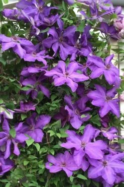 Elsa Spath Clematis - 1 Gallon Pot 8 Elsa Spath Clematis - 1 Gallon Pot -Garden Plants clematis elsa spath 9
