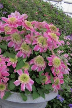 Empress Clematis - 1 Gallon Pot -Garden Plants clematis empress 4