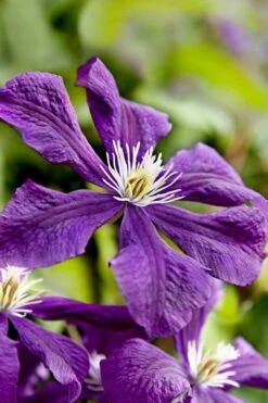 Etoile Violette Clematis - 1 Gallon Pot -Garden Plants clematis etoile violette 10