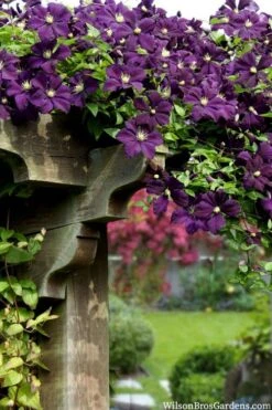 Etoile Violette Clematis - 1 Gallon Pot -Garden Plants clematis etoile violette 11