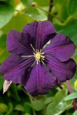 Etoile Violette Clematis - 1 Gallon Pot -Garden Plants clematis etoile violette 13