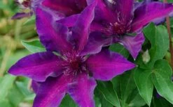 Fleuri Clematis - 1 Gallon Pot -Garden Plants clematis fleuri 10