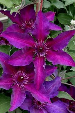 Fleuri Clematis - 1 Gallon Pot -Garden Plants clematis fleuri 11