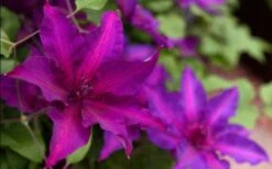 Fleuri Clematis - 1 Gallon Pot -Garden Plants clematis fleuri 19