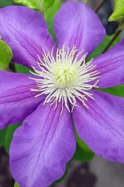 General Sikorski Clematis - 1 Gallon Pot -Garden Plants clematis general sikorski 8