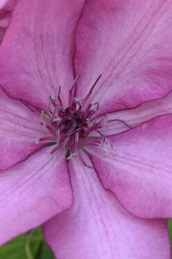 Giselle Clematis - 1 Gallon Pot -Garden Plants clematis giselle 10