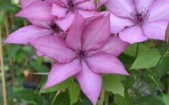 Giselle Clematis - 1 Gallon Pot -Garden Plants clematis giselle 12