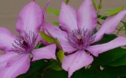 Giselle Clematis - 1 Gallon Pot -Garden Plants clematis giselle 7