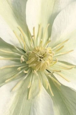 Guernsey Cream Clematis - 1 Gallon Pot 12 Guernsey Cream Clematis - 1 Gallon Pot -Garden Plants clematis guernsey cream 1