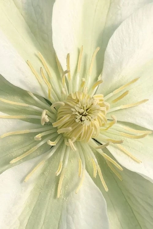 Guernsey Cream Clematis - 1 Gallon Pot 6 Guernsey Cream Clematis - 1 Gallon Pot - Image 6