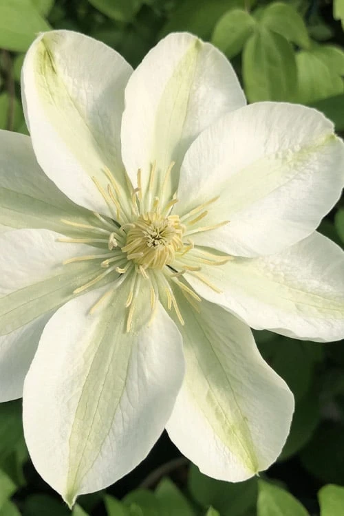 Guernsey Cream Clematis - 1 Gallon Pot 1 Guernsey Cream Clematis - 1 Gallon Pot