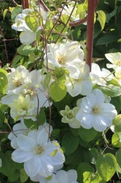 Guernsey Cream Clematis - 1 Gallon Pot 11 Guernsey Cream Clematis - 1 Gallon Pot -Garden Plants clematis guernsey cream 3