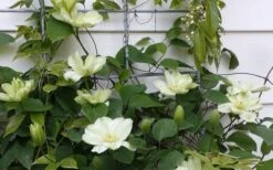 Guernsey Cream Clematis - 1 Gallon Pot 13 Guernsey Cream Clematis - 1 Gallon Pot -Garden Plants clematis guernsey cream 4