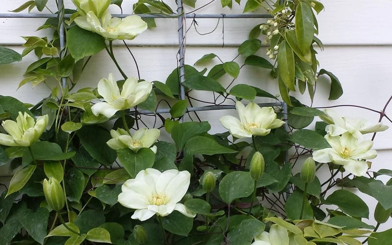 Guernsey Cream Clematis - 1 Gallon Pot 7 Guernsey Cream Clematis - 1 Gallon Pot - Image 7
