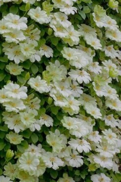 Guernsey Cream Clematis - 1 Gallon Pot 10 Guernsey Cream Clematis - 1 Gallon Pot -Garden Plants clematis guernsey cream 5