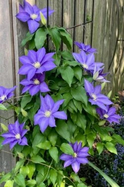H. F. Young Clematis - 3 Gallon Pot -Garden Plants clematis h f young 5 1