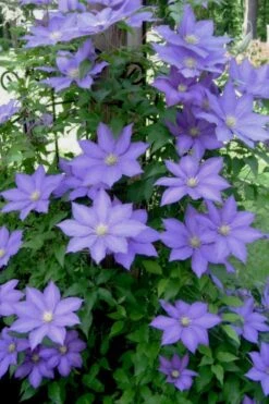 H. F. Young Clematis - 1 Gallon Pot -Garden Plants clematis h f young 9