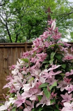 Hagley Hybrid Clematis - 1 Gallon Pot -Garden Plants clematis hagley hybrid 12