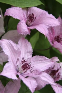 Hagley Hybrid Clematis - 1 Gallon Pot -Garden Plants clematis hagley hybrid 14